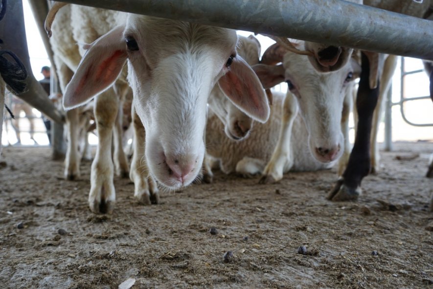 Şuhut Belediyesi Canlı Hayvan Pazarı Kapılarını Açtı.