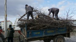 ŞUHUT’TA AĞAÇ BUDAMA ÇALIŞMALARI DEVAM EDİYOR