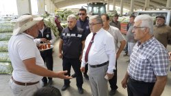 ŞUHUT’TA GÜNLÜK 500 TON TAZE FASULYE SEVKİYATI