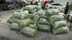 ŞUHUT’TA GÜNLÜK 500 TON TAZE FASULYE SEVKİYATI