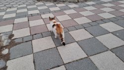 MAHSUR KALAN KEDİYİ İTFAİYE EKİPLERİMİZ KURTARDI