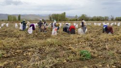 ŞUHUT’TA PATATES HASADINDA SON GÜNLER