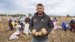 ŞUHUT’TA PATATES HASADINDA SON GÜNLER