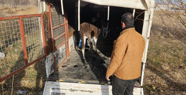 YARALI HAYVAN TEDAVİ ALTINA ALINDI